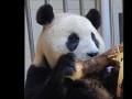 大熊猫福宝隔离检疫生活将期满 即将与公众见面【今日】