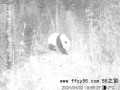 甘肃一地连续拍到5只野生大熊猫 求偶期罕见盛况【今日】