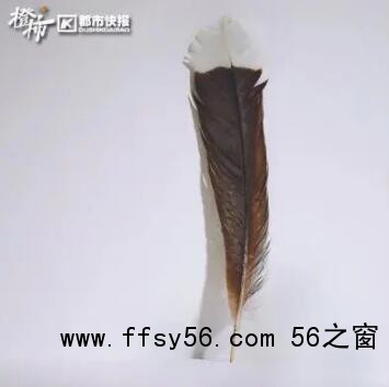 世界上最贵的一根毛:20多万人民币