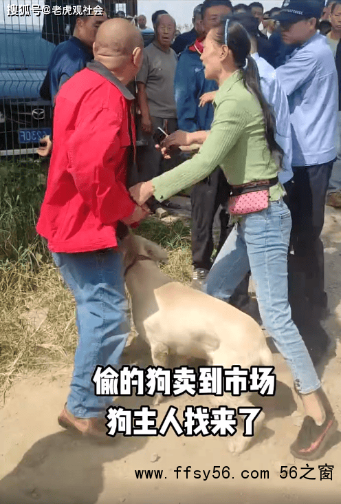 主人在市场上找到被偷的狗情绪激动 爱犬重归引热议