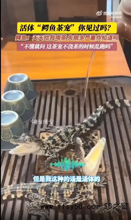 男子养2条活体mini鳄鱼当茶宠