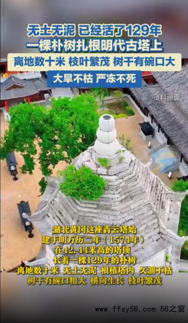 湖北一明代古塔上长了一棵朴树