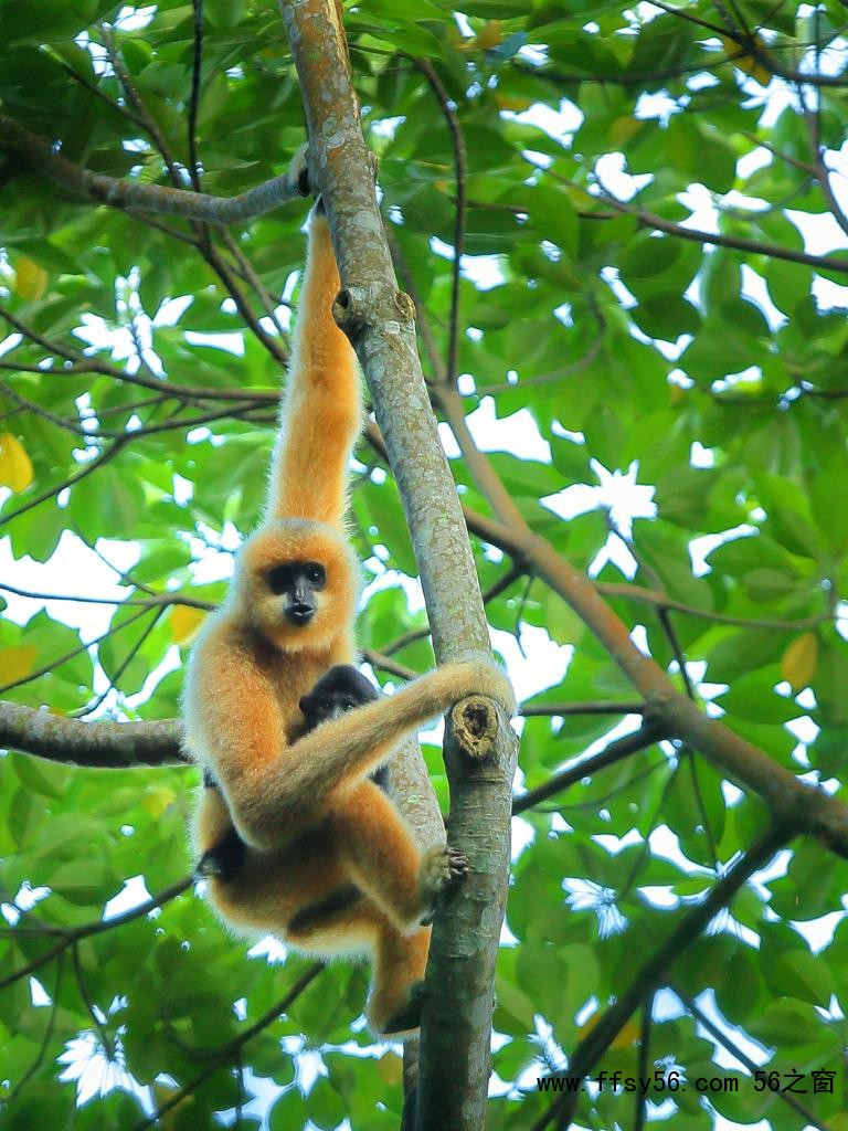 秦始皇祖母陵出土长臂猿为灭绝新物种