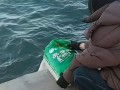 葫芦岛有多人往海里“放生”大米 码头上的“米瀑布”与念诵仪式！