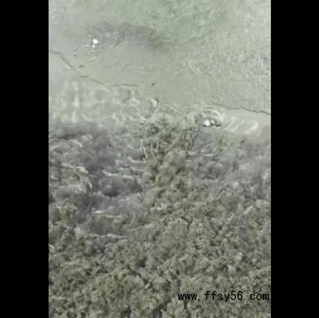 起猛了 看见一只鸟在潜水捕鱼