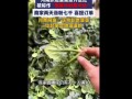 河南趴地菠菜走红 为什么会走红？