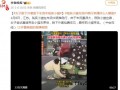 女生脱下外套救起车流中受伤小猫,网友:看哭了,小姐姐真是人美心善