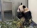 丫丫回国两年多已判若两熊，饲养员揭秘“养成秘籍”