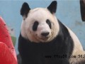 熊猫丫丫回国两年妥妥幸福胖,希望她能继续安享晚年生活!