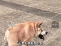狗子因天生短一截身型独特走红,用漂移跑姿告诉大家:残缺也能很可爱
