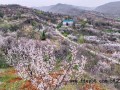 6万亩杏花有多震撼 绘就乡村振兴“杏”福长卷【今日】