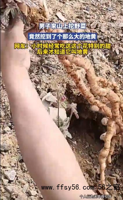 男子山上挖野菜挖到超大地黄