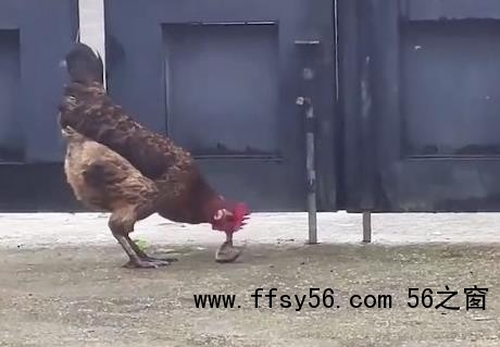 公鸡遇上小蛇顷刻间胜负已分