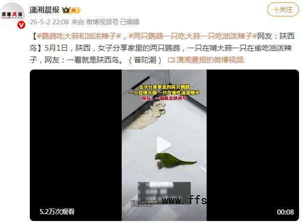 两只鹦鹉一只吃大蒜一只吃油泼辣子