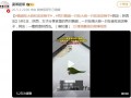 两只鹦鹉一只吃大蒜一只吃油泼辣子 别把“作料”当零食！（图）