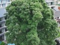 洛阳千年菩提树开花了 背后真相让人惊愕！