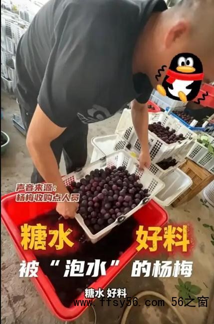 杨梅商贩浸泡8000倍超甜三无添加剂