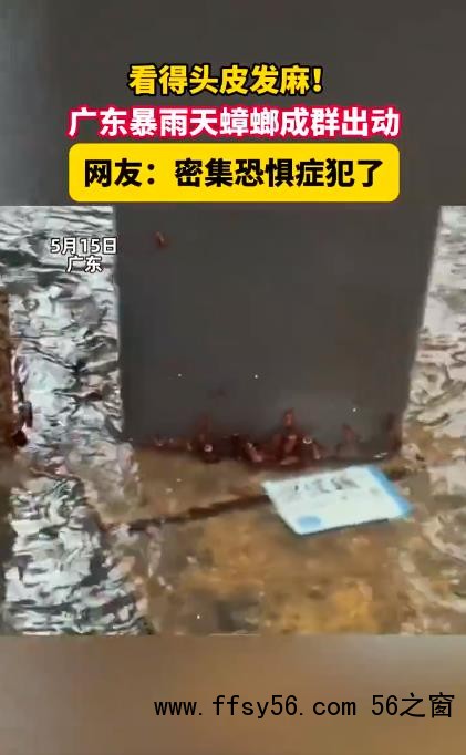 广东暴雨天蟑螂成群出动