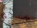 广东暴雨天蟑螂成群出动，为什么广东的蟑螂，多到让人怀疑人生？