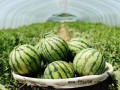 河南西瓜真的只能卖几分钱一斤吗 低价“尾瓜”引发关注【今日】