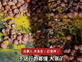 子搬运150斤黄鸡蛋瞬间全碎，装卸行规"谁卸谁赔"引网友热议