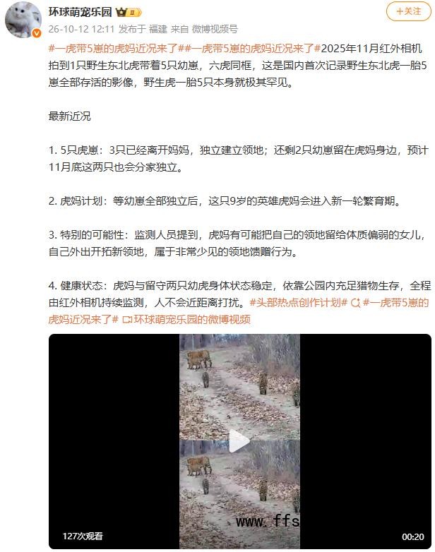 一虎带5崽的虎妈近况来了