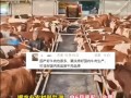 养一头牛至少赚2000多元 这个收益在养殖圈里已经算很稳
